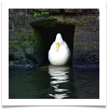 A cold duck by Lymm Bridge - Dave Teehan